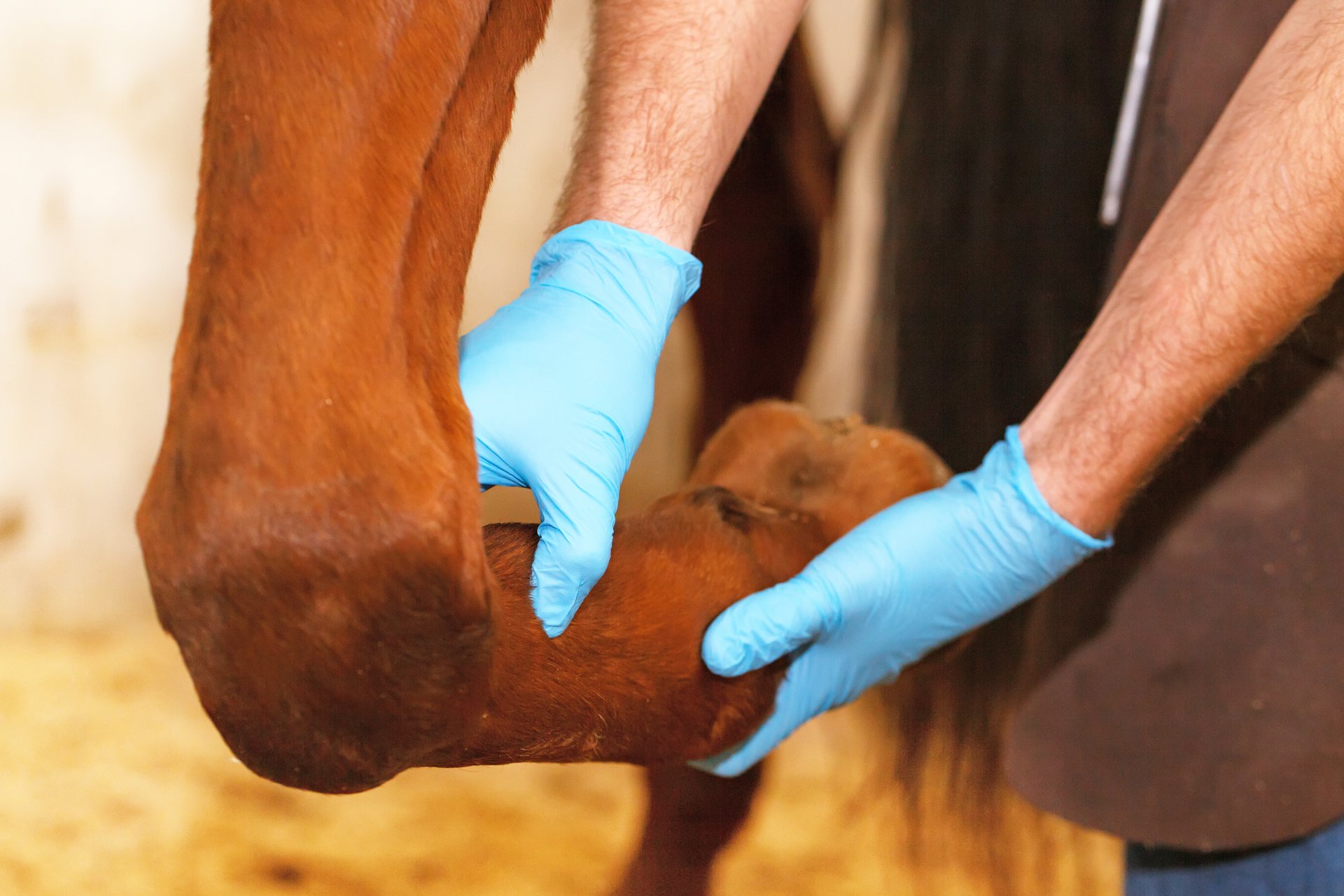 equine emergency vets