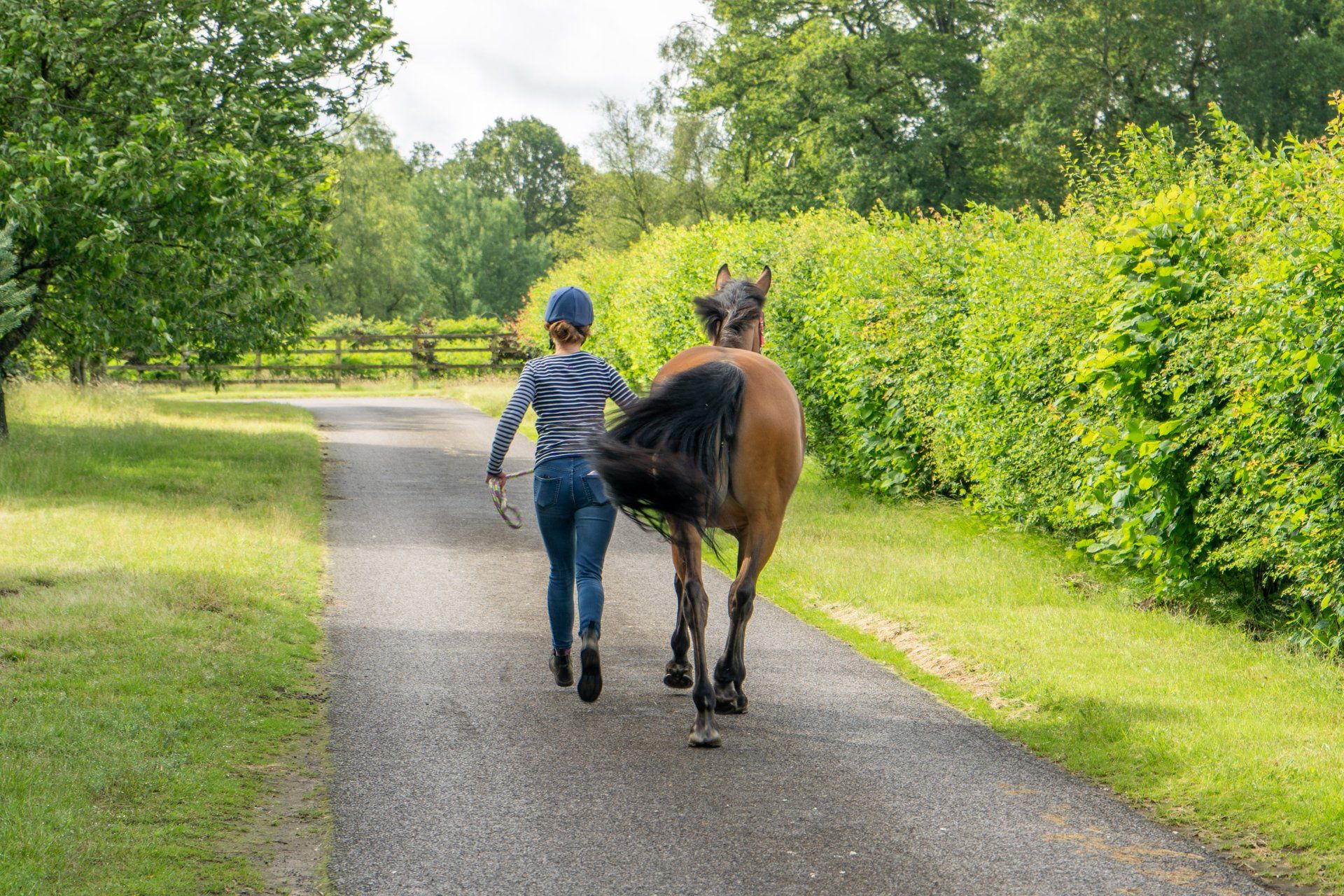 equine emergency vets